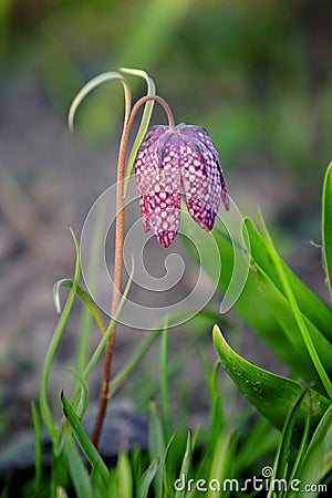 Blooming Snakeâ€™s head fritillary flower, knows also as Snakeâ€™s head, Chess flower; Frog-cup, Guinea-hen flower, Guinea flower Stock Photo
